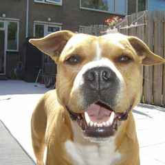 SUNSUN