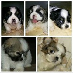 Ronditch Von Salindo