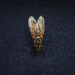 TetrisAlien