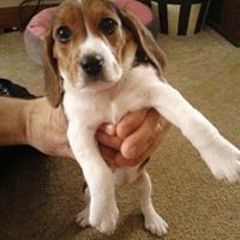 Dusty Armstrong Weiand