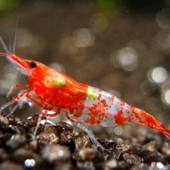 RiLi