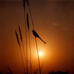 Aye Watan Pyare Watan - Ustad Amanat Ali Khan