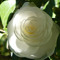 Souheyla Mouaf