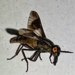 No Twerk (ft Panther x Odalisk)