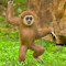 MagicalGibbon