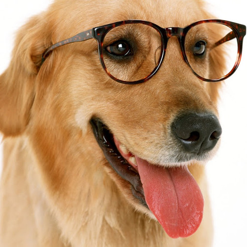 Stream Dog Robinson Music Listen To Songs Albums Playlists For Free On Soundcloud Stream Dog Robinson Music Listen To Songs Albums Playlists For Free On Soundcloud