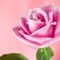 MzLadyZ90