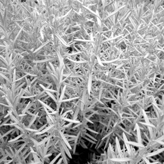 Hedgewitch O'theWilds