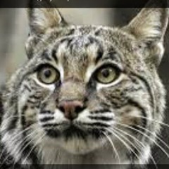 I_AM_WILDKITTEN Jacob)
