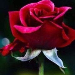 evelyn johana vasquez