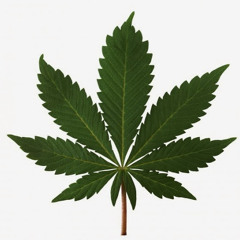 Michael Sylvester 13