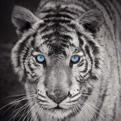 Hoàng Minh Nguyễn