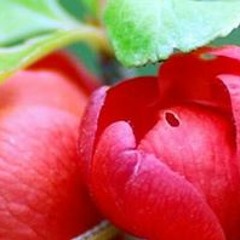 Ritu Gain