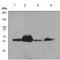 Dna Source
