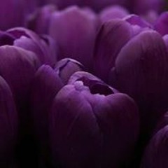 علاء عبد الخالق