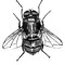 blowfly