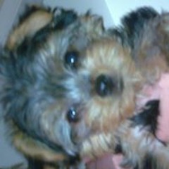 Shelley McAnalley Sharp