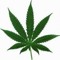 Melanie WEED
