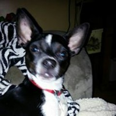 Pamela Stevens Broyles