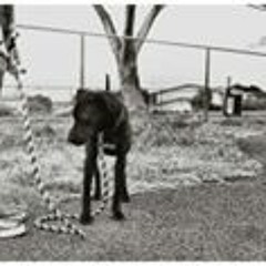 Harry Del Fante Webster