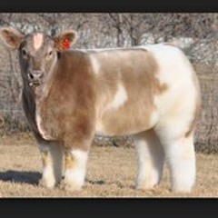 Justin Skinnys Metcalfe