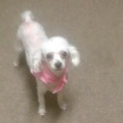 Eless Virginia Bluntson