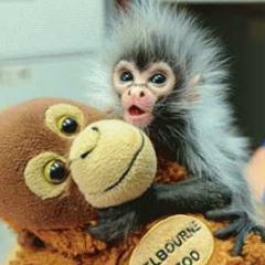 Little_Monkey_Man
