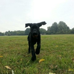muckypup
