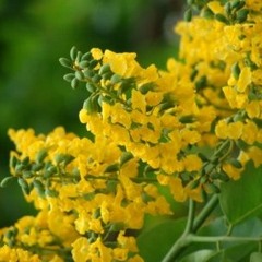 KanDieNay - ကံဒုိင္းနယ္