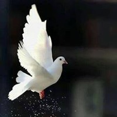 فرقة ميامي - متيم بهواهم