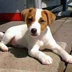 Constantino Valcarcel