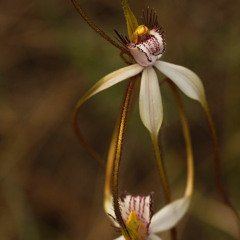 SpiderOrchid