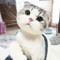 Lazy Kittenn