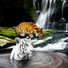 Singh Harpreet