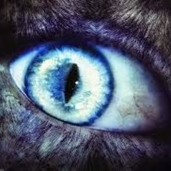 Wolf Playa