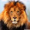 Lion Mc