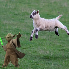 Frollicking Lamb