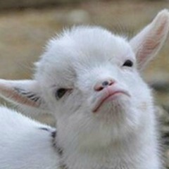 Medium Sized Goat