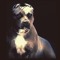 pow3r_of_dog3