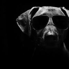 Gamer-Dog