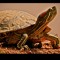 crazy_turtle
