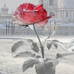 user719981889