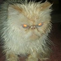 Joanna Foitek Morris