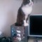 PERCY0182