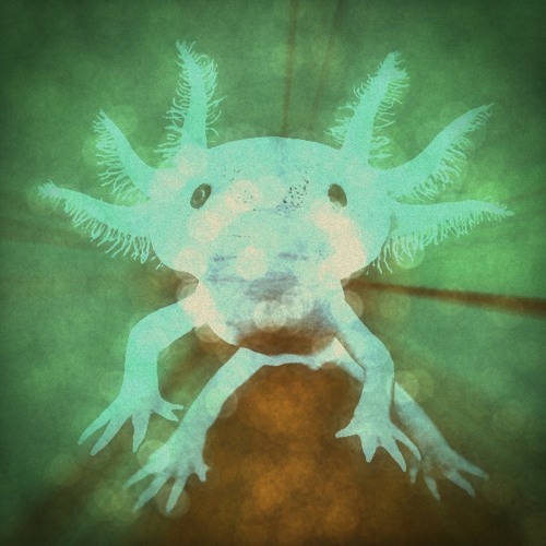 Axolotl Reptrax's stream