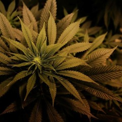 Uodas Ganj