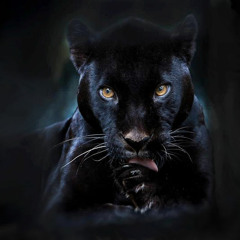 Mathijs Van de Zande