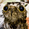 OwlRight