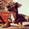HUNDSTYLE