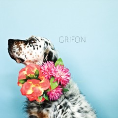 Grifon